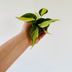 Philodendron Cream Splash Starter Plant - Rare Philodendron - Available In 2” Pots