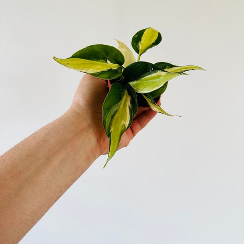 Philodendron Cream Splash Starter Plant - Rare Philodendron - Available in  2 Pots - Etsy