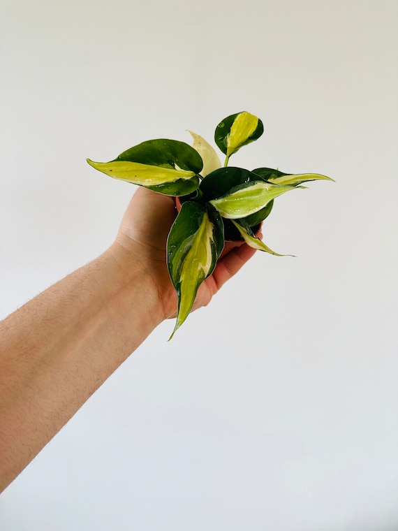 Philodendron Cream Splash Starter Plant - Rare Philodendron - Available In 2” Pots