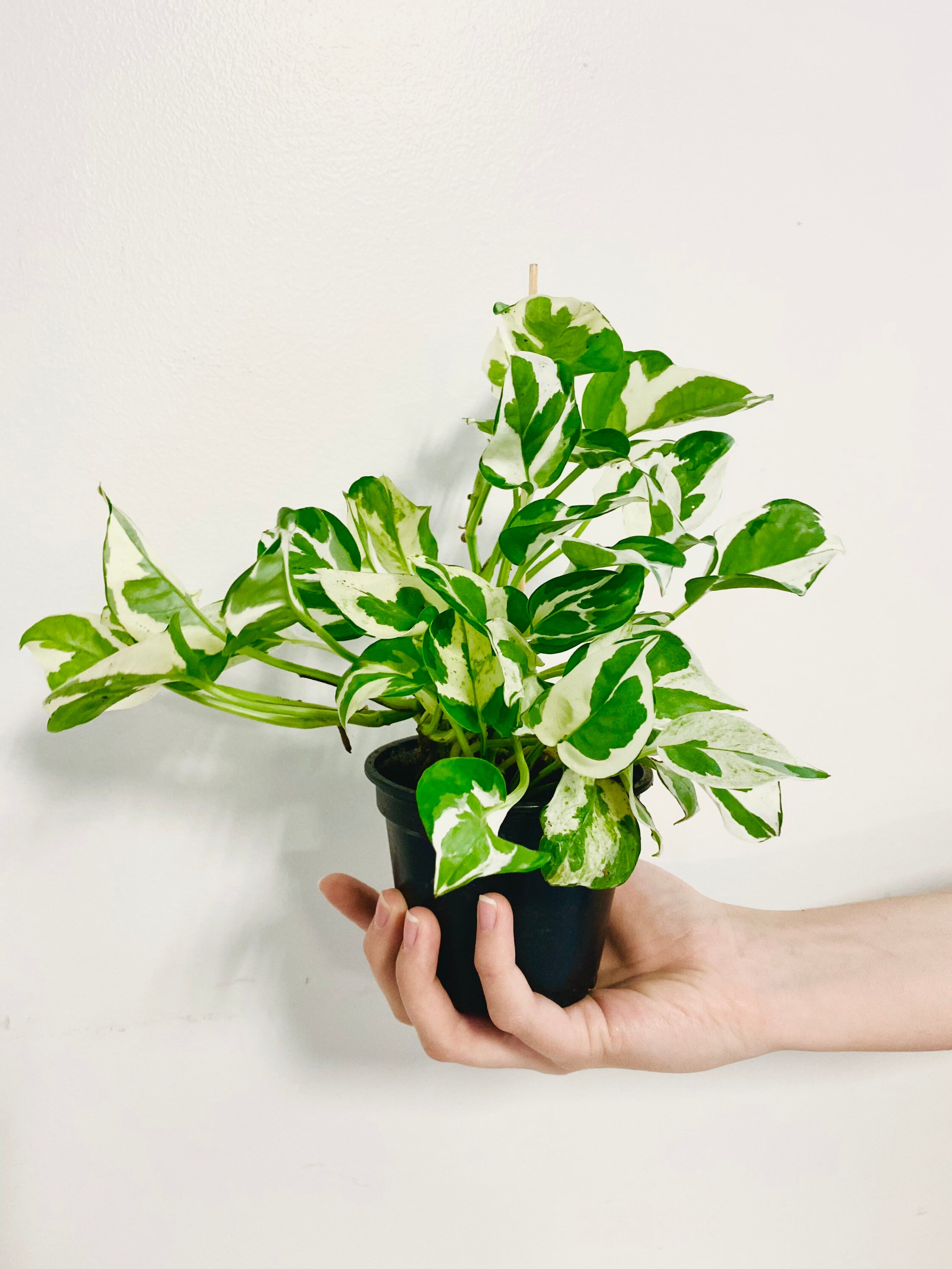 Pothos N’Joy - Epipremnum aureum - Devil’s Ivy