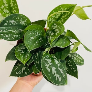 Scindapsus Pictus - Argyraeus - Silver Satin Pothos - Live Plant - Tropical Houseplant