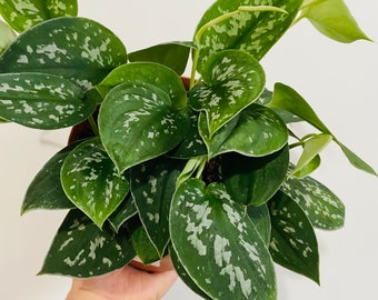 Scindapsus Pictus - Argyraeus - Silver Satin Pothos - Live Plant - Tropical Houseplant