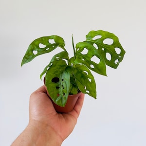 May include: A small green plant with large, perforated leaves in a brown pot. The plant is being held in a person's hand.