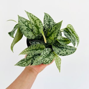 Scindapsus Silver Lady - Silver Pothos Plant - Easy Houseplant - Live Plant in 6” Pot