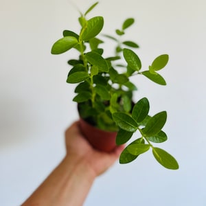 Hoya Cumingiana - Sweet Nectar Hoya - Rare Hoya - Live Plant in 4” Pot