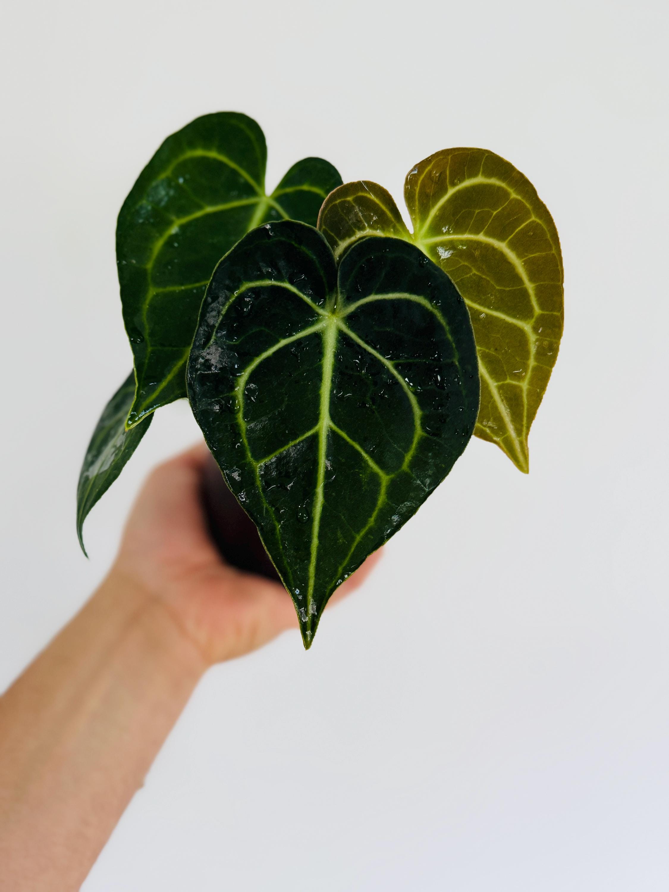 atom dwarf philodendron Philodendron Super Atom