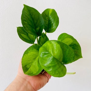 Pothos Global Green - Variegated Epipremnum - Easy Houseplant - Live Plant - Available in 3&quot; Pots
