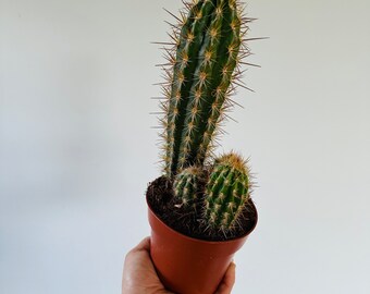 Blue Column Cactus - Pilosocereus Pachycladus - Live Cactus in 2” or 5” Pot