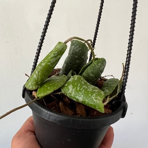 Hoya Imbricata - Rare Hoya - Live Houseplant in 4&quot; Hanging Basket