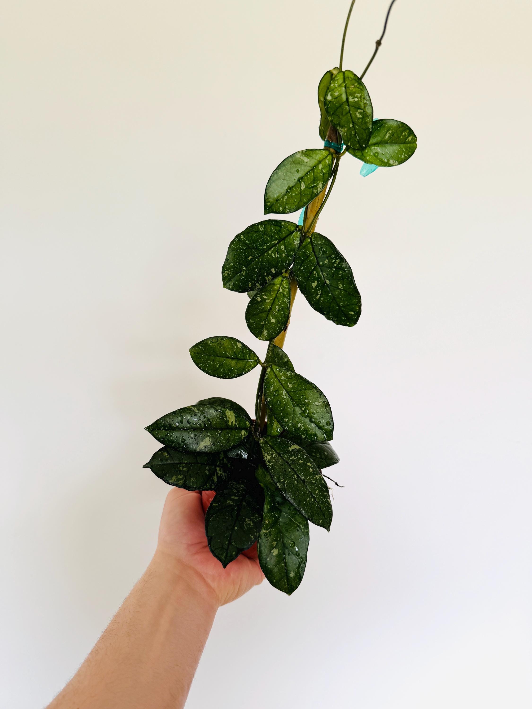 Hoya Crassipetiolata Splash on Totem - New Hoya Sport Variety