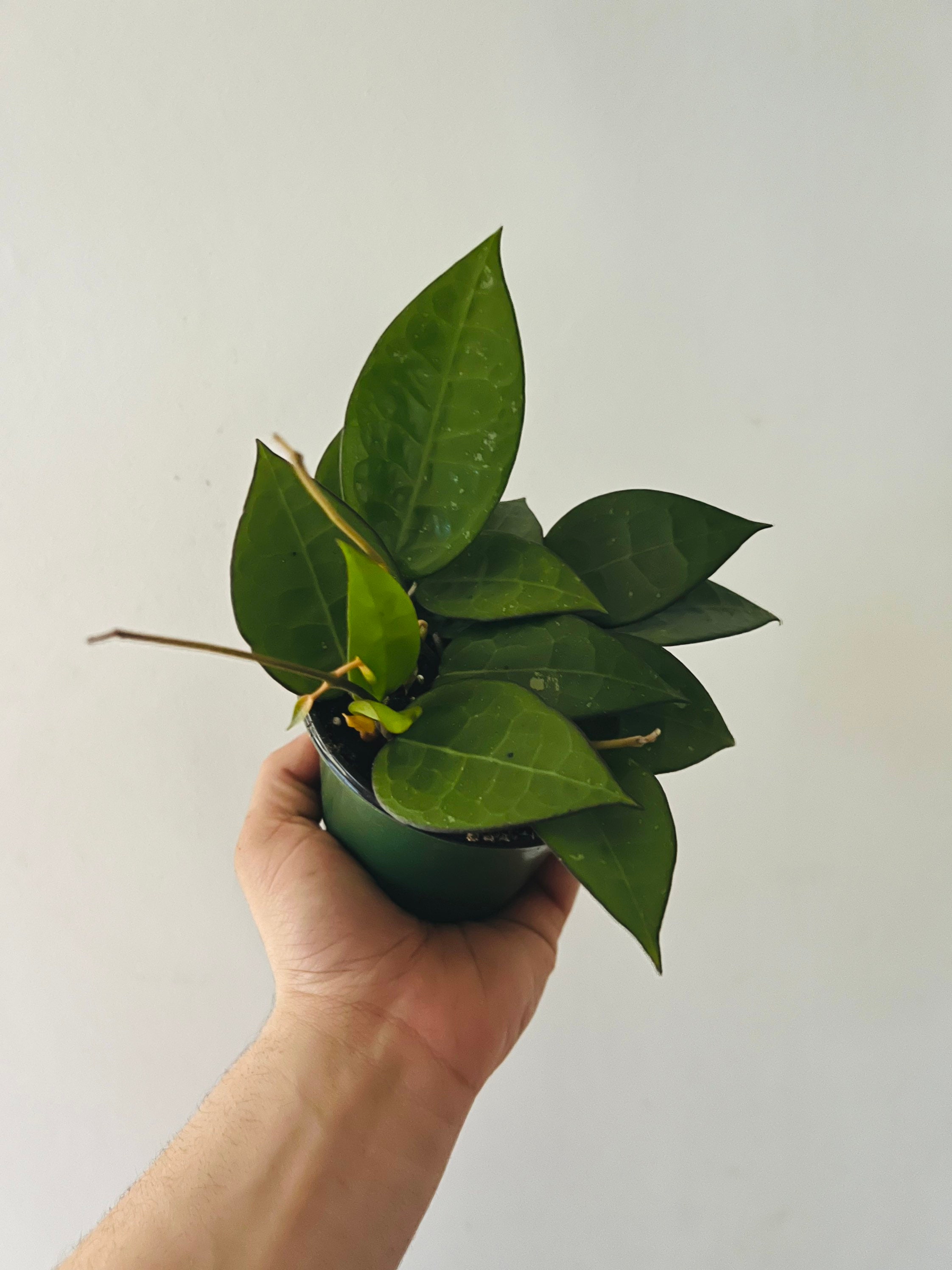 Hoya Parasitica Black Margin