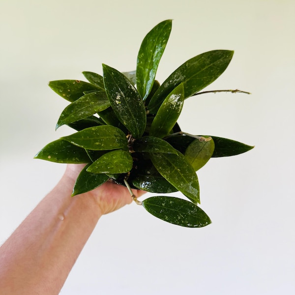 Hoya sp. Bogor - Rare Hoya - Live Plant in 4” Pot