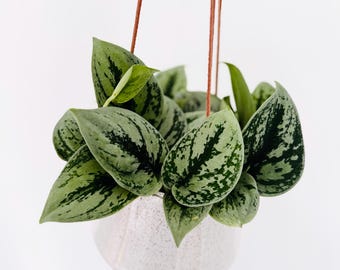 Scindapsus Matcha (maharlika); Green on Green - Exact Plant; US