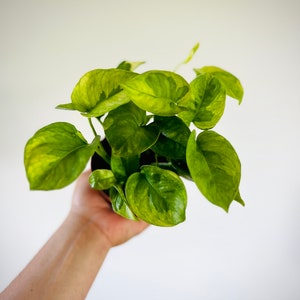 Pothos Lizard Queen - New Pothos Sport - Variegated Epipremnum - Live Houseplant in 4” Pot