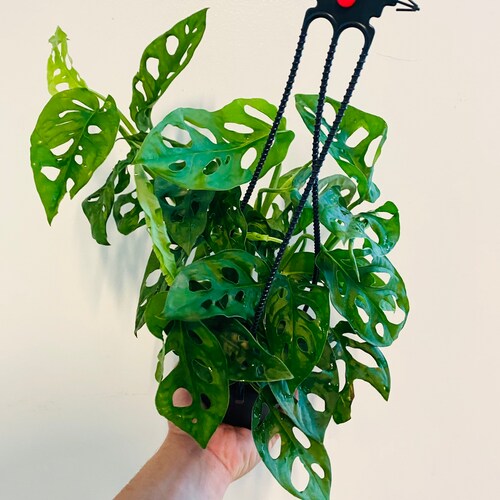 Monstera Adansonii Wide Form Swiss Cheese Plant | Etsy