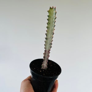 Pink Ghost Euphorbia Trigona - Pink & Cream Variegated Cactus - Rare Plant - Live Houseplant in 3.5” Pot