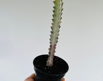 Pink Ghost Euphorbia Trigona - Pink & Cream Variegated Cactus - Rare Plant - Live Houseplant in 3.5” Pot