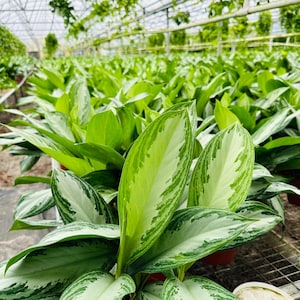 Aglaonema Silver Bay - Chinese Evergreen - Tropical Houseplant - Easy Plants - Live Plant in 4” Pot