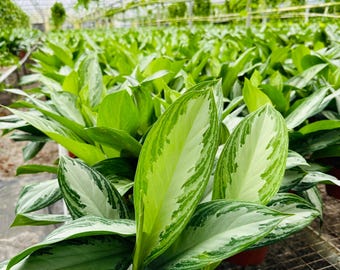 Aglaonema Silver Bay - Chinese Evergreen - Tropical Houseplant - Easy Plants - Live Plant in 4” Pot