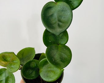Hoya Chelsea on Totem - Rare Hoya - 4” Indoor Plant