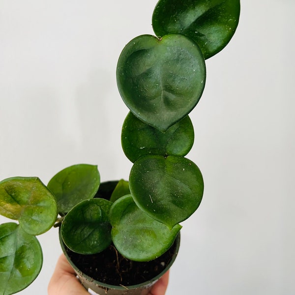 Hoya Chelsea on Totem - Rare Hoya - 4” Indoor Plant