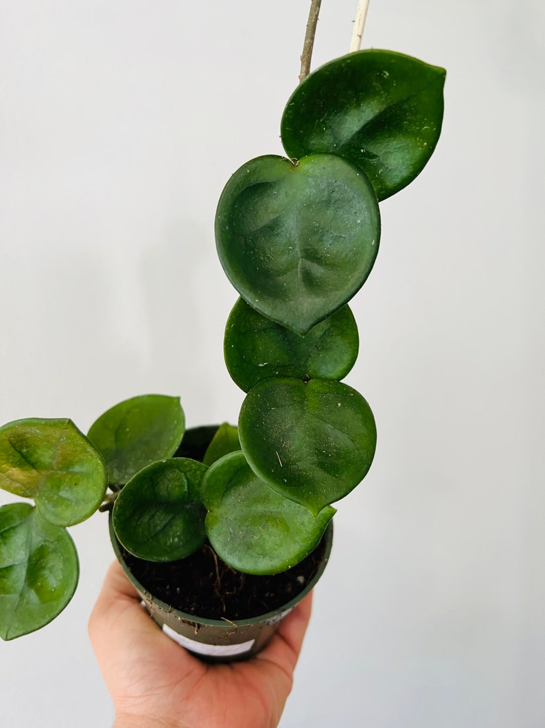 May include: A potted Hoya kerrii plant, also known as a Sweetheart plant, with heart-shaped leaves. The dark green leaves are arranged along a vine, and the plant is in a small, dark green pot. The background is a plain white.