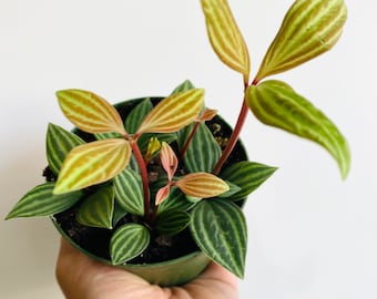 Peperomia Puteolata - Parallel Peperomia - Live Houseplant in 3” or 4” Pot