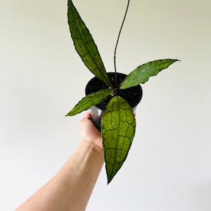 Hoya Cleminsiorum sp. Aceh - Collector Hoya - Splashy Hoy - Live Plant in 5” Pot