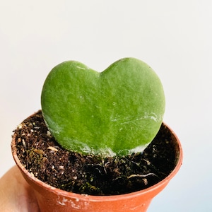 Hoya Kerrii - Heart Shaped Hoya - 3” Hoya
