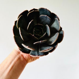 Gothic Echeveria - Black Plants - Easy Plants - Beginner Plant - Live Houseplant in 4” Pot