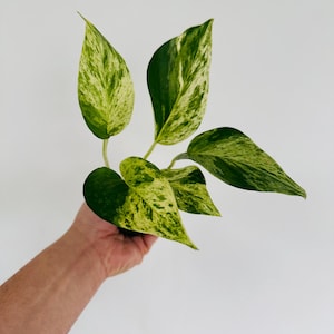 May include: A close-up of a plant with green and yellow variegated leaves. The leaves are heart-shaped and have a speckled pattern. The plant is held against a white background.