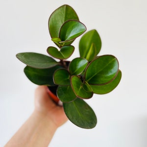 May include: A close-up shot of a small, potted plant with vibrant green, rounded leaves. The leaves have a dark red outline. The plant is held in a person's hand against a plain white background. The plant appears healthy and well-cared for.