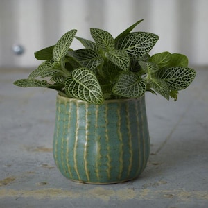 May include: A small, teal ceramic pot with vertical textured lines, holding a vibrant green plant with white veined leaves. The pot has a rounded shape and sits on a gray surface.
