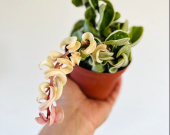 Variegated Hoya Compacta - Variegated Hindu Rope - Hoya Regalis - 3” or 4” Tropical Wax Plant