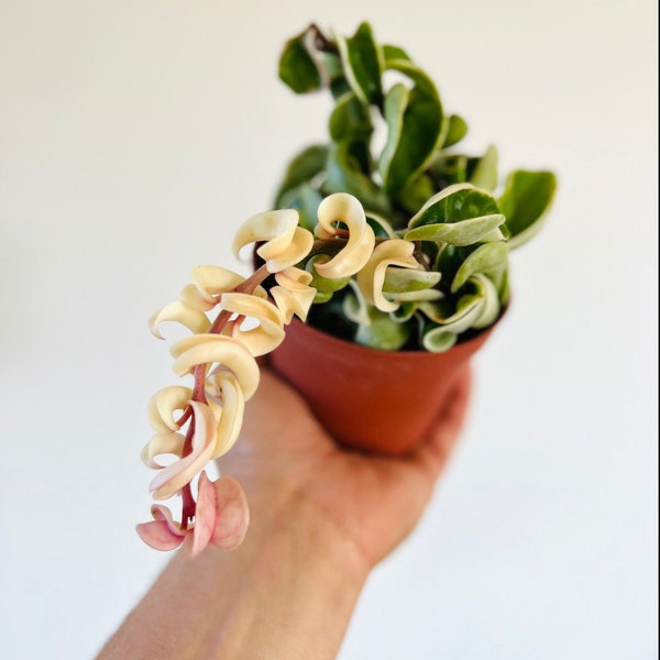 Variegated Hoya Compacta - Variegated Hindu Rope - Hoya Regalis - 3” or 4” Tropical Wax Plant