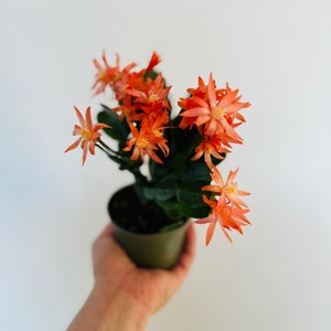 May include: A potted Christmas cactus with vibrant orange flowers. The plant has dark green leaves and is in a green plastic pot. The flowers have a star-like shape and are in full bloom. The plant is held against a white background.