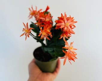 Spring Cactus - Orange Flowers - Schlumbergera syn. Rhipsalidopsis Gaertneri -  Holiday Cactus - Live Plant in 4” Pot