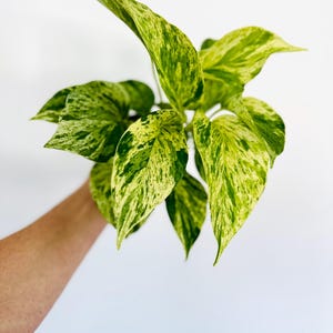 Pothos Snow Queen - Epipremnum Aureum ‘Snow Queen’ - Devil’s Ivy - Available in 4” Pots