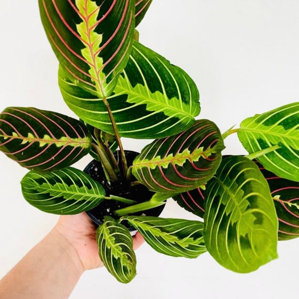 Christmas Prayer Plant - Maranta Leuconeura - Tropical Plant - Live Houseplant in 4” Pot