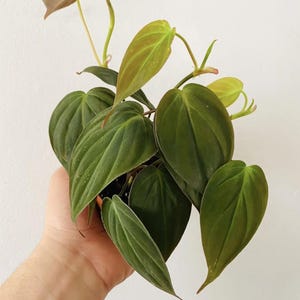 May include: A close-up of a Philodendron plant with dark green, heart-shaped leaves. The leaves have a slight sheen and are arranged in a dense cluster. New growth shows reddish-brown and light green hues. The plant is in a small pot.