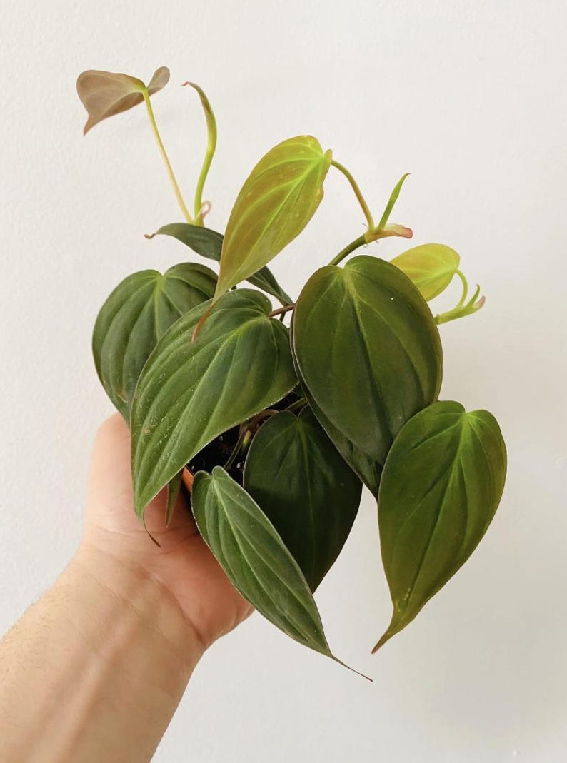 May include: A close-up of a Philodendron plant with dark green, heart-shaped leaves. The leaves have a slight sheen and are arranged in a dense cluster. New growth shows reddish-brown and light green hues. The plant is in a small pot.