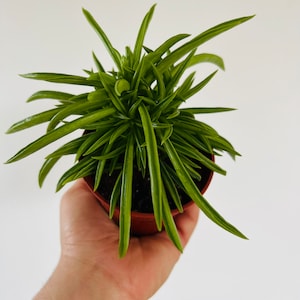 Peperomia Happy Beans - Verticillata Rubber Plant - Easy Plants - Beginner Plant - Live Houseplant in 4” Pot
