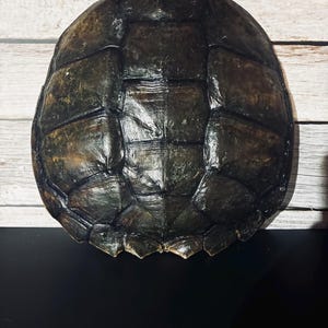 May include: A dark brown turtle shell with a textured surface. The shell has a segmented pattern and a slightly glossy finish. The shell is displayed against a light wood background.