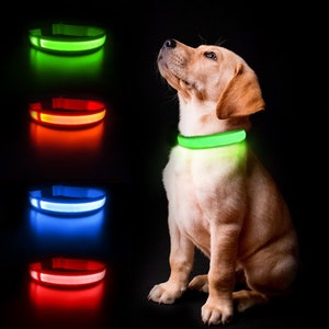 Lights and leashes clearance