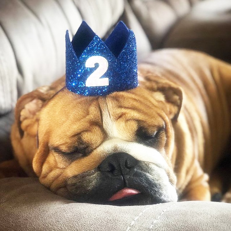 Birthday for Dogs Dog Birthday Hat Pet Birthday Crown Royal Dog Birthday Dog Crown Pet Birthday Party Hat Dog Lover Gift
