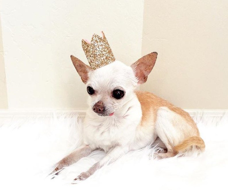 huisdier birthday crown verjaardag hond hond verjaardag | etsy