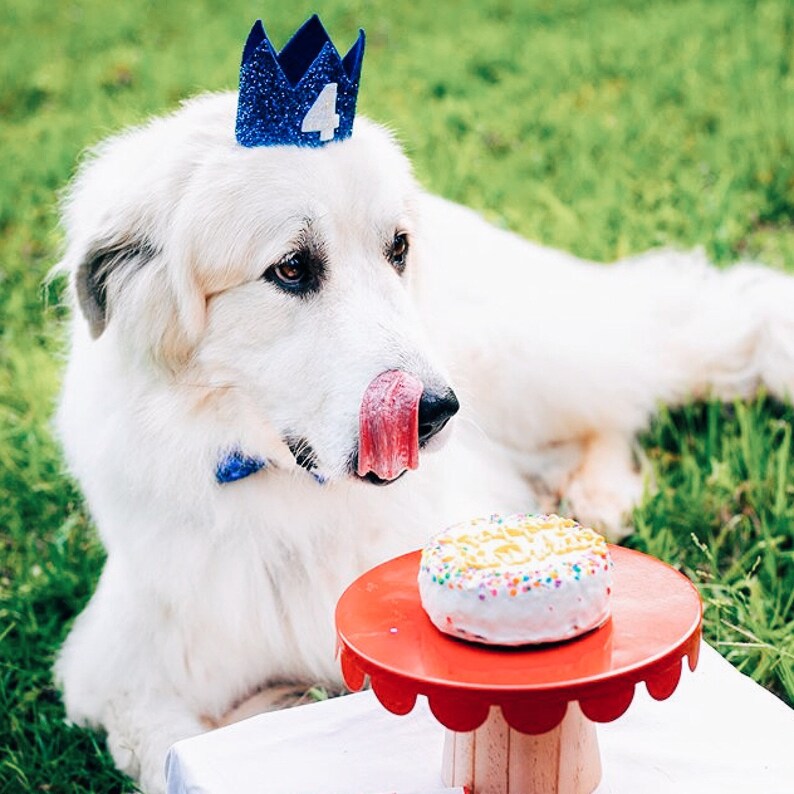 Birthday for Dogs Dog Birthday Hat Pet Birthday Crown Royal Dog Birthday Dog Crown Pet Birthday Party Hat Dog Lover Gift
