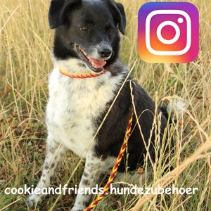 May include: A black and white dog wearing a red and yellow braided collar and leash sits in a field of tall grass. The Instagram logo is in the upper right corner of the image. The text "cookieandfriends.hundezubehoer" is at the bottom of the image.
