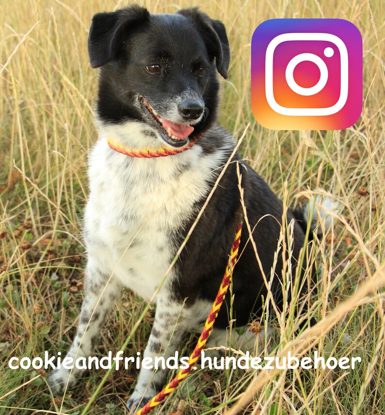 May include: A black and white dog wearing a red and yellow braided collar and leash sits in a field of tall grass. The Instagram logo is in the upper right corner of the image. The text "cookieandfriends.hundezubehoer" is at the bottom of the image.