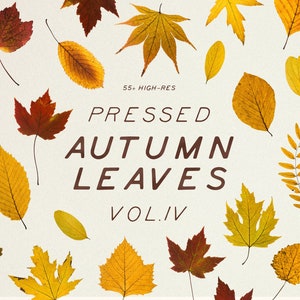 Feuilles d'automne pressées Vol.4, clipart fleur, collection d'herbier numérique, botanique png, fleurs numériques, fleur pressée png, herbes png